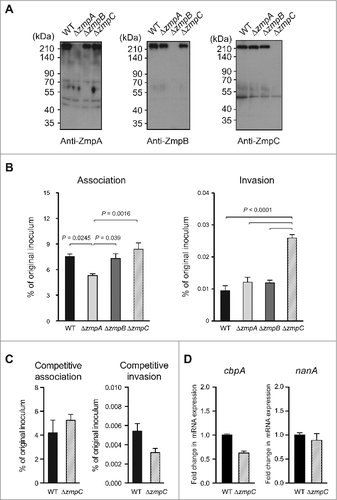 Figure 2. Rates of S. pneumoniae association with and invasion of hBMECs. (A). Culture supernatants of S. pneumoniae strain TIGR4 and its isogenic mutant strains were analyzed by Western blotting using antisera against ZmpA, ZmpB, and ZmpC. (B) S. pneumoniae strain TIGR4 and its isogenic mutant strains were examined for their association and invasion activities. Data are presented as the mean values of 6 samples, with SE values are represented by vertical lines. Differences between groups were analyzed using one-way ANOVA followed by Tukey's multiple comparisons test. (C) S. pneumoniae strain wild-type (WT) and ΔzmpC strains were examined for their competitive association and invasion activities. Data are presented as the mean values of 6 samples, with SE values are represented by vertical lines. (D) The mRNA expression of S. pneumoniae ΔzmpC strain relative to that of the WT strain was examined by quantitative PCR, with 16s rRNA was used as an internal control. SE values are represented by vertical lines. Data were pooled and normalized from 3 independent experiments, each performed in quadruplicate
