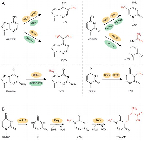 Figure 2. Base modifications in rRNA and the enzymes that install them. (A) Chemical structures of the 4 nucleotides and the modifications that are added in yeast rRNAs. The additional chemical groups are marked in red and the enzymes that introduce them in yeast are indicated above the arrow (yellow) and in humans below the arrow (green). (B) Three-step modification pathway for U1191 of the 18S rRNA in yeast.