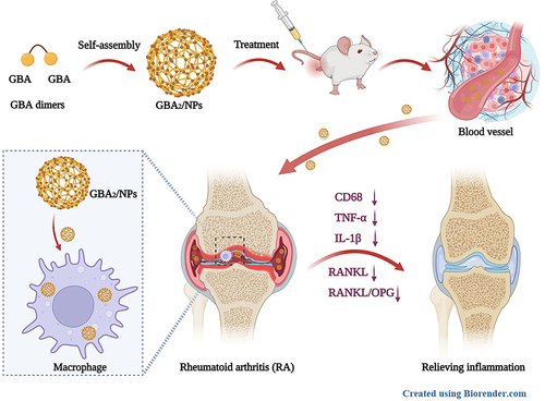 Scheme 1 Schematic representation on the therapeutic benefits GBA2/NPs for rheumatoid arthritis treatment. (Created with BioRender.com).