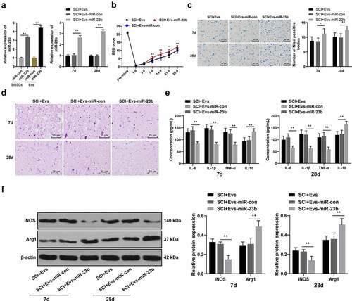 Figure 3. EV-miR-23b improves motor dysfunction and tissue damage of hindlimbs in SCI rats. (a) RT-qPCR analysis of the expression of miR-23b in BMSCs and EVs, and the expression of miR-23b in the spinal cord tissues of each group of rats on day 7 after modeling; (b) Motor recovery of hindlimbs of SCI rats assessed by BBB scoring at before modeling and days 7, 14, 21, and 28 after modeling (N = 24/12); (c) Nissl staining analysis of the neuronal damage in the spinal cord tissues of each group of rats on days 7 and 28 after modeling and the number of Nissl stained-neurons in the spinal cord; (d) HE staining of the pathological changes in the spinal cord of each group of rats on days 7 and 28 after modeling; (e) ELISA analysis of the protein content of IL-6, IL-1β, TNF-α and IL-10 in the spinal cord of each group of rats on days 7 and 28 after modeling; (f) Western blot analysis of the expression of iNOS and Arg1 in the spinal cord of each group of rats on days 7 and 28 after modeling. N = 6. Data are expressed as mean ± standard deviation, and analyzed using one-way ANOVA and Tukey’s multiple comparisons test, *p < 0.05, **p < 0.01