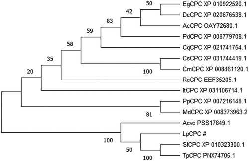Figure 3. Phylogenetic tree of 14 selected plant CPC proteins. The MEGA3 program was used for the construction of phylogenetic trees. The bar represents 0.1 amino acid substitutions per site.
