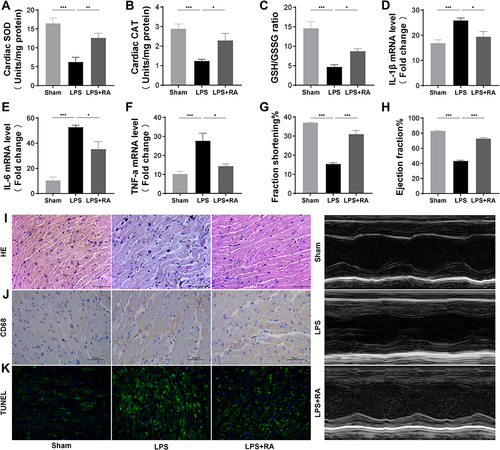 Figure 5 RA suppressed oxidative stress, cardiac inflammation, and cardiac injury in LPS-treated mice. (A–C) SOD, CAT, GSH/GSSG levels in myocardial tissue of each group. (n = 6). *P < 0.05, **P < 0.01, ***P < 0.001 vs LPS. (D–F) The mRNA levels of IL-1β, IL-6 and TNF-α in myocardial tissues of each group (n = 6). *P < 0.05, **P < 0.01, ***P < 0.001 vs LPS. (G and H) Effects of saline, LPS and LPS+RA fractional shortening ejection fraction (n = 6). (I–J) Representative images of the morphological analysis and inflammatory cells infiltration as reflected by the H&E staining, and immunohistochemistry staining for CD68 protein.(K) TUNEL assay was used to detect apoptosis of cardiac tissue in each group.