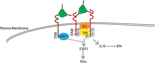 Figure 2. Hypothesized mechanisms of intrinsic ADE. Immune complexes engage activating Fc?R (red) that results in the phosphorylation of Syk. This subsequently leads to the activation of STAT1 that drives the transcription of interferon-stimulated genes (ISG). However, co-ligation of LILRB1 mediated by DENV immune complexes under ADE conditions can reduce ISG responses by phosphorylation of SHP-1 that attenuates Syk and STAT-1 signaling. At longer time periods, co-ligation of Fc-gamma receptor can also signal for IL-10 induction that inhibit IFN and subsequent STAT-1 and ISG induction. Besides intracellular signaling for evasion of host immune responses, virus fusion activity can be increased under ADE conditions. Together, these intrinsic pathways lead to suppression of the anti-viral responses thus resulting in enhanced DENV infection. Full color available online.