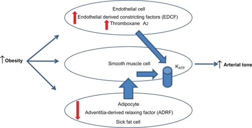 Figure 1 Endothelial dysfunction-obesity hypothesis.Citation10