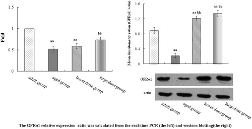 Figure 1. GFRa1 mRNA and protein level in the hippocampus tissue. Rat treatment with 80 mg/kg/day and 160 mg/kg/day DHA 50 days significantly influence the expression of GFRa1 in hippocampus tissue. Summary of the results derived from real-time RT-PCR. GFRa1 mRNA levels were first normalized to GAPDH, calculated by the 2–ΔΔCT method. Relative expression units were determined by dividing the apparent levels of by the expression level of adult group. Compared with the aged rats, the treatment with 80 mg/kg/day and 160 mg/kg/day DHA 50 days significantly increased the protein expression of GFRα1. The quantity of the applied protein was normalized by Western blotting analysis with anti-actin polyclonal (n = 5). aap < 0.05 versus aged group. bbp < 0.01, DHA treatment group versus aged group. n = 5 in each group.