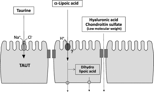 Fig. 2. Intestinal permeation and metabolism of various food components through Caco-2 cells.