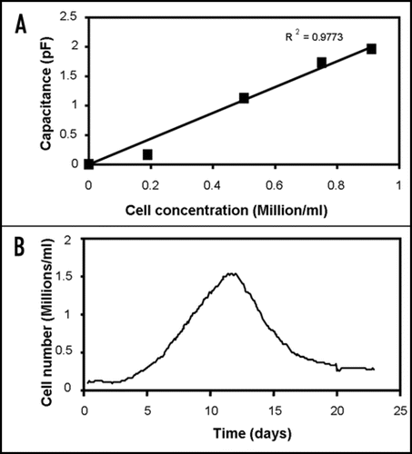 Figure 1 Capacitance measurement of cell concentrations in tissue constructs. (A) Capacitance at 0.4 MHz of fibroblasts cells at different concentrations in a fibrin gel, showing a linear relation between capacitance and cell concentration. (B) Constantly monitoring the capacitance at 0.4 MHz allows the cell concentration in the artificial tissue to be followed in time. The gel was inoculated with 100.000 human fibroblast cells/ml in DMEM growth medium with 10% fetal calf serum. Capacitance measurements were performed with an Aber Instruments model 220 Biomass Monitor (Aber Instruments, Aberystwyth, UK).