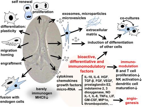 Figure 3 Capacities which could stimulate cartilage healing exerted by mesenchymal stromal cells. The image was created by G. Schulze-Tanzil.