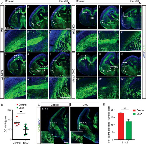 Figure 1. ULK1 and ULK2 are required for axonal guidance in the forebrain. (A) Brain sections of E18.5 WT (1, 2, 3), ulk1-KO (4, 5, 6), ulk2-KO (7, 8, 9), and ulk1/2-DKO (10, 11, 12) mice were stained with antibodies against the general axonal marker CHL1 (pseudocolored green). The callosal axons are heavily overfasciculated, and the corpus callosum is thinner in ulk1/2-DKO mice (10′). The anterior commissure fails to develop (11′). CTAs and TCAs progress abnormally as they cross the PSPB (12′). The ulk1/2-DKO axons are highly disorganized and extend aberrantly towards the external capsule (arrows in 2–3, 5–6, 8–9, and 11–12). The CTAs and TCAs are also overfasciculated. (B) Quantification of the dorsoventral width of the corpus callosum of control (n = 5) and ulk1/2-DKO mice (n = 5) at E18.5. (C-D) The axon pathfinding defects in ulk1/2-DKO mice are detected as early as E14.5 (dashed lines). Abbreviations: AC, anterior commissure; CC, corpus callosum; CTAs, corticothalamic axons; EC, external capsule; HC, hippocampal commissure; CHL1, cell adhesion molecule L1-like; PSPB, pallial-subpallial boundary; TCAs, thalamocortical axons. Scale bars: 500 µm in (A1-A12, and C); 250 µm in (A1′-A12′). **P <0.01 in (B and D).