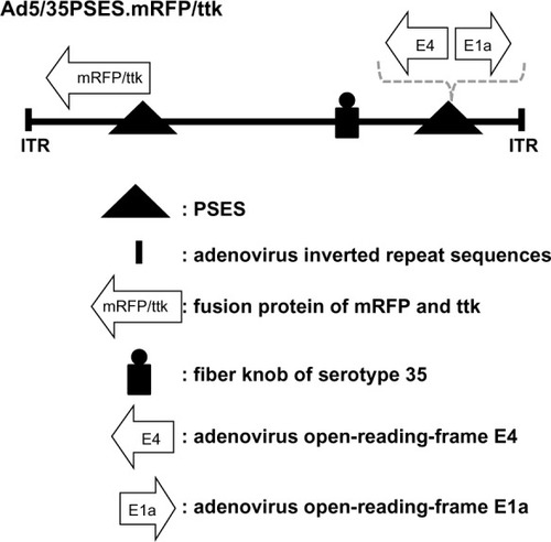 Figure 1 Structure of the recombinant adenovirus (Ad5/35PSES.mRFP/ttk). The PSES promoter allows replication of the virus in prostate cancer cells by controlling early e1a and E4 viral gene expression. PSES also drove mRFP/ttk gene expression at the right end.