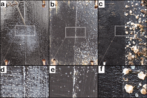 Figure 4. A representative panel from the field test photographed after different immersion times. The left side of the panel was painted with the Ive formulation. The right half was painted with the control formulation. (a) After immersion for 35 days; (b) after immersion for 73 days; (c) after immersion for 388 days. Areas labelled (d), (e) and (f) are magnifications of (a), (b) and (c), respectively.