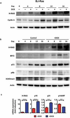 Figure 2. Expression of proteins/genes involved in cell cycle and senescence regulation upon H-RAS induction in BJ-Ras cells. (a) Immunoblot analysis of H-RAS and cyclin A1 after treatment of the cells with DOX or vehicle at indicated time points. (b) Immunoblot analysis of H-RAS, MYC, p21CIP1, phosphorylated pRb, H3K9me3 after treatment with DOX or vehicle at indicated time points. β-actin was used as loading control. (c) RT-qPCR analysis of mRNA expression of H-RAS, p16INK4A, p21CIP1 and p14ARF at day 16 after treatment with DOX or vehicle. Relative fold changes of mRNA expression are presented as mean ± SEM, **p < 0.01, ***p < 0.001. (a–c) The cells were split and reseeded during the experiments as described in Materials and Methods and in the legend to Figure 1.