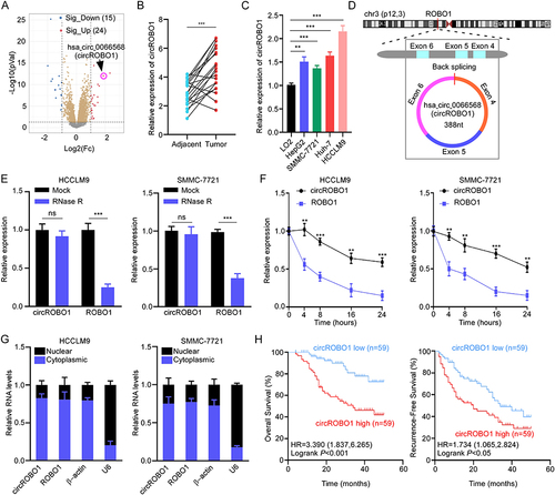 Figure 1 CircROBO1 is overexpressed in HCC. (A) Volcano plot showing differentially expressed circRNAs between tumor tissues and paired adjacent tissues from GSE156088 dataset. (B) Analysis of circROBO1 expression in 20 paired HCC tissues and adjacent tissues by qRT-PCR. (C) qRT-PCR analysis of circROBO1 expression in HCC cell lines and normal hepatic cell line LO2. (D) Schematic illustration showing the genomic loci of the ROBO1 gene and the circROBO1 is back-spliced from exon 4 to exon 6 of ROBO1. (E) qRT-PCR analysis for the resistance of circROBO1 and linear ROBO1 to RNase R in HCCLM9 and SMMC-7721 cells. The mock treatment is the negative control. (F) Actinomycin D assay to evaluate the stability of circROBO1 and ROBO1 mRNA in HCCLM9 and SMMC-7721 cells. (G) Nuclear-cytoplasmic fractionation assay was performed to examine the subcellular distribution of circROBO1 in HCCLM9 and SMMC-7721 cells. β-actin and U6 were used as cytoplasmic and nuclear positive controls, respectively. (H) Kaplan-Meier’s survival curves showing the correlations between circROBO1 expression and OS or RFS. Log rank test was used. Data were presented as means ±SD. **P<0.01; ***P<0.001.