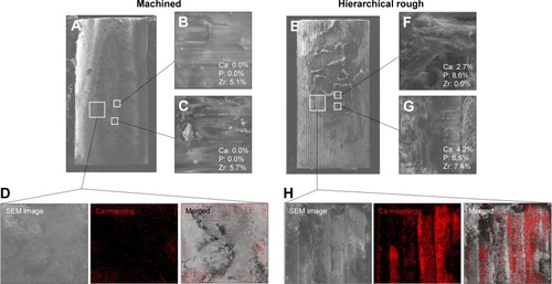Figure 11 Peri-implant tissue morphology and chemistry around zirconia implants.Notes: Zirconia implants with two different surfaces were retrieved after the biomechanical push-in test and analyzed by SEM and EDX. Low- and high-magnification SEM images are presented representing each of the machined (A–C) and hierarchical rough (E–G) zirconia implants. The percentage chemical composition from the EDX is presented along with the representative SEM magnified images (B, C, F, G). EDX area scans were also performed to detect Ca element as a bone ingredient (D, H).Abbreviations: EDX, energy dispersive X-ray spectroscopy; SEM, scanning electron microscope.
