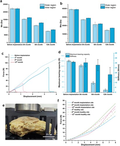 Figure 8. Evaluation of time-dependent properties of the retrieved PCL RI at different time points. (a) Mn and (b) Mw changes of the PCL RI over 12 months of implantation. (c) Force-displacement curves of the retrieved PCL RI at different time points. (d) Maximum load-bearing capability and stiffness of the retrieved PCL RI at different time points. (e) Photograph of the compression testing for half of the thoracic cage with RI. (f) Evolution of the force-displacement curves for half of the thoracic cages with RI at different time points.