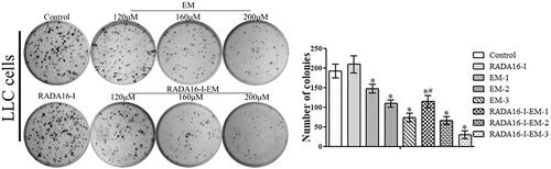 Figure 5. Images of colony formation assay in free EM and RADA16-I-EM in situ hydrogels treated LLC cells. *p< .01, #p< .05 vs. EM or control. All values are expressed as the mean ± SD.