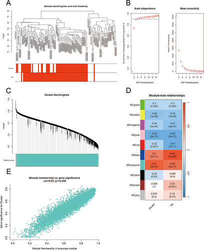 Figure 3 WGCNA co-expression network of PANoptosis-based subtype related genes. (A) Clustering dendrogram of PANoptosis-based subtypes on the basis of Euclidean distance. (B) Scale Independence and mean connectivity at different power values. (C) Cluster dendrogram of distinct modules through dynamic tree cut approach and merged dynamic approach. The gray module represents unclassified genes. (D) Correlations between modules and PANoptosis-based subtypes. The color indicates the strength of the correlation, and the number in parentheses indicates p-value. (E) Scatter plot of the relationship between module membership of turquoise module and gene significance for PANoptosis -based subtypes.