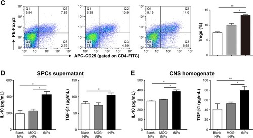 Figure 6 Infusions of tNPs reduce the MOG peptide-reactive Th1, Th17, Tc1 and Tc17 cells and induce Tregs in EAE mice.Notes: SPCs, brain and spinal cords were isolated from the EAE mice in each treatment group on day 20 (2 days after the second injection of tNPs). (A) Frequencies of IFN-γ+/CD4+ T cells and IL-17A+/CD4+ T cells (Th1 and Th17 cells) in CD4+ T cell populations from spleens after 16 h incubation with MOG35–55 peptide. (B) Frequencies of IFN-γ+/CD8+ T cells and IL-17A+/CD8+ T cells (Tc1 and Tc17 cells) in CD8+ T cell populations from spleens after 16 h incubation with MOG40–54 peptide. (C) Frequencies of CD25+/FoxP3+ T cells (Tregs) in CD4+ T cell populations from flesh SPCs. (D) Concentrations of IL-10 and TGF-β1 in the supernatants of SPCs after 7-day incubation with MOG35–55 peptide. (E) Concentrations of IL-10 and TGF-β1 in the CNS tissue homogenates. Data are displayed as the mean ± SD. n=5 mice per group. *p<0.05, **p<0.01, ***p<0.001.Abbreviations: APC, allophycocyanin; CNS, central nervous system; EAE, experimental autoimmune encephalomyelitis; FITC, fluorescein isothiocyanate; IFN, interferon; IL, interleukin; PE, phycoerythrin; tNPs, tolerogenic nanoparticles; SPCs, splenocytes; TGF, transforming growth factor; Tregs, regulatory T cells.