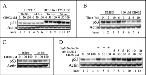 Figure 7. CB002 treatment reduces the stability of the R175H p53 mutant. A. CB002 reduces the protein expression of the exogenous R175H mutant in HCT116 p53-null cells and not the HCT116 wild-type p53 cells. B. HCT116 R175H p53 cells were treated for 24 hrs with DMSO or CB002 followed by 100 μg/mL cycloheximide addition, protein stability was evaluated from 0 - 10 hrs. C. CB002 reduces the protein expression of the endogenous R175H mutant p53 in RXF393 renal cancer cells. D. Co-treatment of 24 hrs with proteasome inhibitor MG132 and CB002 rescues the expression of the R175H mutant p53, suggesting the involvement of the ubiquitin proteasome system in CB002-mediated mutant p53 degradation.