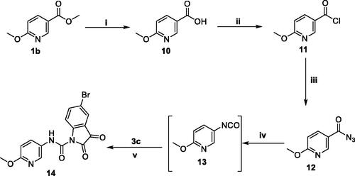 Scheme 3. Synthesis of target compound 14; (i) NaOH/MeOH/reflux 6 h, (ii) SOCl2/reflux 4 h, (iii) NaN3/acetone/stirring at R.T. 4 h, (iv) Dry toluene/reflux 1 h, (v) Dry toluene/reflux 5 h.