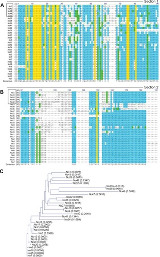 Figure 2 Nanobody sequencing analysis.Notes: (A, B) The amino acid sequences encoded by phagemid clones. All 31 sequences were VHH sequences, in which five clones (Nb1, 43, 28, 48, 32) were an IgG2a subtype and the remaining clones were an IgG3 subtype. Section 1 includes 1–96 amino acid sequences of all 31 sequences; section 2 includes 97–183 amino acid sequences of all 31 sequences. (C) Cluster analysis of amino acid sequences. The 31 individual clones contained 16 different sequences. Among them, Nb17, 2, and 4 were repeats (with many identical sequences), Nb12, 18, 8, and 20 were repeats, and Nb6, 16, 25, and 7 were repeats as well. Identification of these repeats indicated the enrichment of these three antibody isotypes.
