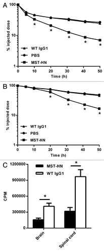 Figure 2. MST-HN Abdeg treatment induces a rapid decrease in the levels of 8–18C5 mAb in vivo. Mice were immunized with hMOG35–55 as in Figure 1, sorted into equivalent groups (n = 4–6 mice/group; mean disease score ~1.5) on day 17 and injected with a mixture of 125I-labeled 8–18C5 and unlabeled 8–18C5 (total of 200 μg mAb/mouse). Two hours later, mice were injected with 1.5 mg MST-HN, 1.5 mg WT IgG1 or PBS. Radioactivity levels were analyzed in blood (A) or by whole body counting (B) at the indicated times. (C) 48 h post-delivery of MST-HN or WT IgG1, mice were perfused with heparin/PBS and CNS tissue (brains and spinal cords) isolated. Radioactivity levels in these tissues were determined and mean values for each group are shown. Error bars indicate SEM and in panels (A) and (B) are obscured by the symbols. Significant differences (p < 0.05; Student’s t-test for pairwise comparison of groups) between MST-HN and WT IgG1/PBS treated mice are indicated by asterisks.