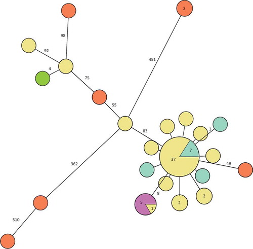 Figure 3. Minimum spanning tree of outbreak patient and food isolates (defined by PFGE as in the case definition) and also including historical Swedish patient isolates, a Danish patient isolate and European food isolates, all with the outbreak PFGE profile. Each circle represents one isolate and each branch represents one single-nucleotide polymorphism (SNP) unless otherwise stated with a number within a circle or next to a branch. Patient outbreak isolates are shown in yellow, Swedish patient isolates with the outbreak PFGE profile from previous years in turquoise, domestic food isolates from cold-cuts in purple, non-domestic food isolates in orange and the Danish patient isolate in green.