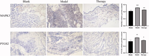 Figure 12. Immunohistochemistry ###p < 0.001, ##p < 0.01 versus blank group; *p < 0.05, **p < 0.01 versus model group.