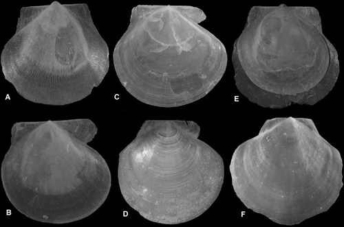 Figure 6.  Similipecten spp. (A,B, E) S. greenlandicus, BIOICE#2047, off northeastern Iceland, depth 272 m (SMNH 55520). (A) Left valve, Ø 4.8 mm. (B) Right valve, Ø 4.2 mm (of same specimen). (E) Complete specimen, showing the partly and concentrically broken right valve contained in the left one. (C) S. similis, Ø 6.2 mm, BIOICE#2393, off southwestern Iceland, depth 291 m (SMNH 55515). (D,F) S. greenlandicus, Ø 30 mm, Svalbard, Vest Spitsbergen, depth 38–55 m (SMNH 55510).