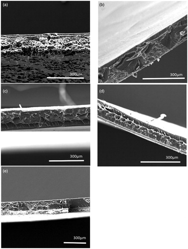 Figure 2. SEM images of cross sections of Eudragit S100 polymeric films, prepared from micro- and nano-suspensions (a) Micro-suspension 20% TEC (b) Nano-suspensions 20% TEC (c) Micro- suspension 50% TEC (d) Nano-suspension 50% TEC and (e) Standard formulation.