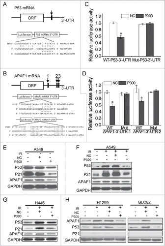 Figure 3. miR-300 targets p53 and apaf1 by binding to mRNA 3′-UTR. (A-B) The sequences of miR-300 and its putative binding sits (rectangle indicated by arrows ) in p53 (A) or apaf1 (B) 3′-UTR. The wild type sequence (WT-P53/APAF1-3′-UTR) or a mutated seed sequence of miR-300-binding site (Mut-P53/APAF1-3′-UTR) were constructed into the luciferase reporter respectively. (C-D) Luciferase reporter containing P53-3′-UTR (C) or APAF1-3′-UTR (D) and miR-300 mimics were co-transfected into A549 cells and the luciferase activity was measured 24 h after transfection. Renilla luciferase activity was used to normalize the firefly luciferase activity. (E) Over-expression of miR-300 down-regulates p53 and apaf1 expression in A549 cells. The levels of p53, p21 and apaf1 were analyzed by western blots 12 h after transfection. (F-H) Over-expression of miR-300 reduces IR-induced p53 and apaf1 expression in A549 (F), H446 (G), H1299 and GLC82 (H) cells. The protein expression levels were measured by western blot 12h after treated with 2 Gy of X-rays. IR, 2 Gy of X-rays irradiation; NC, pre-miRNA negative control; P300, pre-miR-300; +, positive; -, negative. * P < 0.05, compared to NC.
