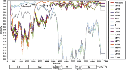 Figure 1. SimPlot analysis of the structural protein gene region of several Australian IBV strains. Structural protein gene order is shown below the graph and is approximately to scale (given different strains can have different gene lengths). The gap between genes M and 5a represents a region with unknown function. Analysis was performed using the SimPlot software (http://sray.med.som.jhmi.edu/SCRoftware/simplot/). Parameters used were a 200 bp window with a 20 bp step, with N1/08 used as the query strain, N1/88 and N1/03 as the reference strains and Armidale as the required “other” strain. The N1/08 3′ crossover point is marked by an arrow, while the representative subgroup 2 and 3 strains are marked by arrowheads.