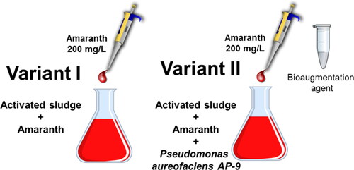 Figure 1. Experimental design of a model process with a shock loading of the azo-dye pollutant amaranth.