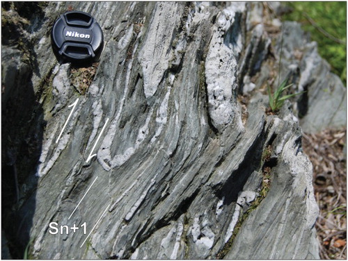 Plate 3. Deformed Wepawaug phyllite (SDws) near Silver Brook Fault. In this north-facing image quartz veins are variably folded and attenuated into the mylonitic Sn + 1 muscovite-chlorite fabric (see Plate 2). in the footwall of the Silver Brook Fault. Lens cap is 53 mm in diameter.