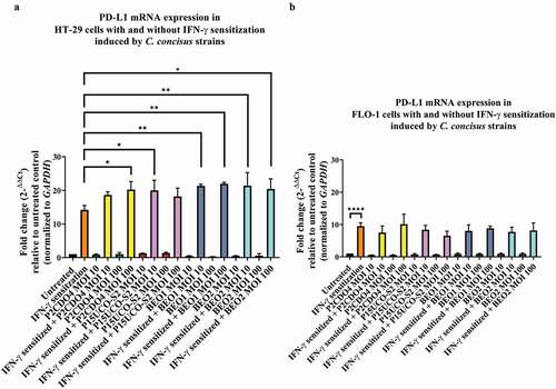 Figure 1. The effects of C. concisus strains on PD-L1 mRNA expression in HT-29 cells and FLO-1 cells after 4 hours. HT-29 cells (A) or FLO-1 cells (B) with and without IFN-γ sensitization were incubated with C. concisus strains (P2CDO4, P15UCO-S2, BEO1 or BEO2) at MOI 10 or 100 for 4 hours. PD-L1 mRNA expressions were measured by qRT-PCR. IFN-γ sensitized HT29 cells were used as the positive control and untreated cells were used as the negative control. The straight-line bar indicates significance test compared with IFN-γ sensitized cells. One-way analysis of variance (ANOVA) with Dunnett’s test was performed. Graphs are representative of averages of triplicate experiments ± standard error (* = P < 0.05; ** = P < 0.01; **** = P < 0.0001 indicates statistical significance). MOI: multiplicity of infection