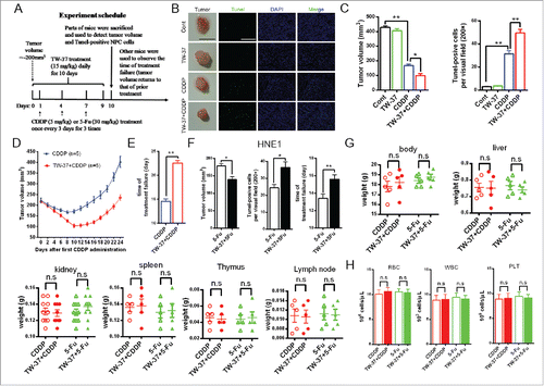 Figure 4. Influences of TW-37 on the chemotherapeutics-treated NPC tumors and normal tissues in vivo model. (A) The schedule of in vivo experiment. (B and C) Parts of CNE1-LMP1-tumor-bearing mice in the indicated groups were killed 24 hours after the last TW-37 administration. The representative tumor of indicated groups was exhibited (Black Bar, 1 cm) and apoptosis of tumors was evaluated by Tunel staining assay (magnification, 200; White Bar, 500 μm) (B). Tumor volumes (Left) and Tunel-positive cells per visual field (magnification, 200; Right) in the indicated groups represented in the graphs. The data are shown as mean ± SEM (n = 3; *, P < 0.05; **, P < 0.01) (C). (D and E) Tumor volumes of other CNE1-LMP1-tumor-bearing mice in the CDDP and TW-37+CDDP groups were measured and recorded daily from Day 0 to Day 24 (Day 0, first CDDP administration). The data of curves are shown as mean ± SEM (n = 5) (D). Times of treatment failure (from the day of the first CDDP administration to the day when tumor volume returns back to that of prior CDDP treatment) are shown as mean ± SEM (n = 5; **, P < 0.01) (E). (F) Parts of HNE1-LMP1-tumor-bearing mice in the 5-Fu and TW-37+5-Fu groups were killed 24 hours after the last TW-37 administration. Tumor volumes (Left) and Tunel-positive cells per visual field (magnification, 200; middle) in the indicated groups are shown as mean ± SEM (n = 3; *, P < 0.05). Tumor volumes of other HNE1-LMP1-tumor-bearing mice in the 5-Fu and TW-37+5-Fu groups were measured and recorded daily. Times of treatment failure in the indicated groups are shown as mean ± SEM (n = 5; **, P < 0.01; Right). (G and H) BALB/c mice received TW-37 treatment (15 mg/kg) daily for 10 d and drug treatment (CDDP 5 mg/kg or 5-Fu, 30 mg/kg) once every 3 d (3 times) from the second day of TW-37 administration. All mice were killed 24 hours after the last TW-37 administration. The weights of whole body and several organs, including liver, kidney, spleen, thymus and lymph node, in the mice of the indicated groups were measured and recorded. The data are shown as mean ± SEM (kidney, n = 10; others, n = 5; n.s, no significant) (G). Blood cells, including red cells (left), white cells (middle) and platelet (right), were counted and recorded. The data are shown as mean ± SEM (n = 5; n.s, no significant) (H).