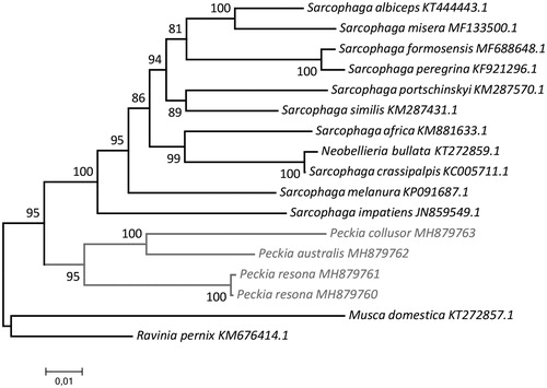 Figure 1. Molecular phylogenetic inferences of Peckia mitogenomes. The phylogenetic analyses were made using the MEGA 7 software (Kumar et al.Citation2016) based on the maximum likelihood (ML) model with the nearest-neighbour-interchange heuristic method. The D-loop region was excluded from this analysis due to its high degree of variability (Gonder et al.Citation2007). The tree revealed that the Sarcophagidae species show a good degree of separation and structured branches, and suggests that the Peckia clade is monophyletic. The Peckia specimens are highlighted in grey. The mitogenomes for comparison were obtained from the NCBI database: Musca domestica (KT272857.1) – used as outgroup, Sarcophaga impatiens (JN859549.1), Sarcophaga melanura (KP091687.1), Neobellieria bullata (KT272859.1), Sarcophaga crassipalpis (KC005711.1), Sarcophaga peregrina (KF921296.1), Sarcophaga formosensis (MF688648.1), Sarcophaga africa (KM881633.1), Sarcophaga portschinskyi (KM287570.1), Sarcophaga similis (KM287431.1), Sarcophaga albiceps (KT444443.1), Sarcophaga misera (MF133500.1).