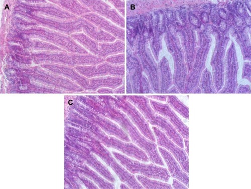 Figure 7 Morphology of rat jejunum cross section.Notes: Morphology of rat jejunum cross section after oral administration of physiological saline (A), coarse suspensions (B), and nanosuspensions (C). The magnification of the images is 200×.