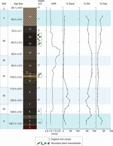 Figure 5. Composite stratigraphy, chronology, SAR, and particle size data for the fine-grained sediments of the Ziegler Reservoir fossil site. Ages for the sediments are based on the age -depth model of Mahan et al. (Citation2014). MIS are based on ages from Lisiecki and Raymo (Citation2005) and are also positioned according to the age -depth model of Mahan et al. (Citation2014). Cold MIS stages are shown in blue and the cool substages of MIS 5 are in light blue. Detailed unit descriptions can be found in Pigati et al. (Citation2014).