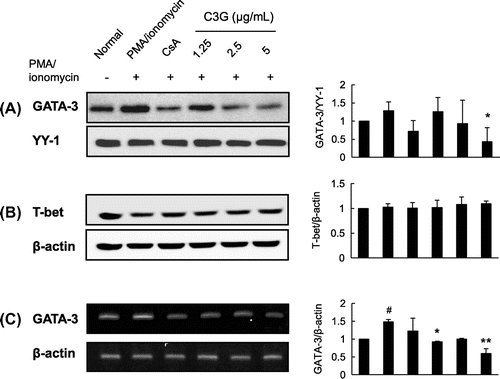 Fig. 6. Effects of C3G on GATA-3 and T-bet Expression.Note: EL-4 T cells were pretreated with C3G or 1 μM CsA for 1 h and stimulated with PMA/ionomycin for 30 min or 2 h. (A) Nuclear extracts were isolated and separated by sodium dodecyl sulfate-polyacrylamide gel electrophoresis. GATA-3 expression was determined by Western blot analysis using GATA-3 antibody. (B) T-bet expression in total cell lysates, and (C) total RNA was extracted from cells following each treatment, and GATA-3 mRNA expression in EL-4 T cells was analyzed by RT-PCR. Histograms represent quantification of protein and mRNA expression. Data shown are representative of three independent experiments. #p < 0.05 vs. normal group. *p < 0.05; ***p < 0.001 vs. PMA/ionomycin-treated group.