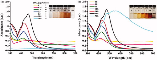Figure 3. UV-Vis spectra of the produced AgNPs under the conditions using (a) different amounts of heated DNA and (b) different reaction times.