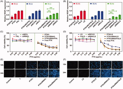 Figure 6. VEGF protein expression was quantified by the ELISA method. NCI-H460 cells were treated with different nanoparticles after incubation for 48 h. VEGF protein expression of nanoparticles without sucrose laurate (A) and with sucrose laurate (B) was detected. siNC was used as the negative siRNA control. Each bar represents the mean ± SD of at least three experiments. Cell viability of nanoparticles without sucrose laurate (C) and with sucrose laurate (D) was detected by CCK-8 assay. NCI-H460 cells (5000 cells/well) were seeded in a 96-well plate and treated with different formulations for 72 h. Results are presented as the mean ± SD (n = 3). Cell apoptosis of nanoparticles without sucrose laurate (E) and with sucrose laurate (F) was observed by Hoechst 33258 assay. Scale bar = 50 μm.