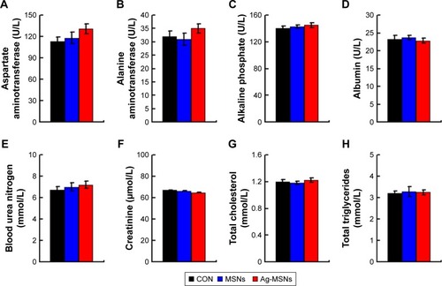 Figure 11 Blood biochemistry data for the oral exposure of Ag-MSNs.Notes: The changes in aminotransferase (A), alanine aminotransferase (B), alkaline phosphatase (C), albumin (D), blood urea nitrogen (E), serum creatinine (F), total cholesterol (G) and total triglycerides (H) in control mice, MSN-treated mice, and Ag-MSN-treated mice after 30 days of treatment. Each bar represents mean±SD, n=6.Abbreviations: Ag-MSNs, silver-decorated mesoporous silica nanoparticles; MSNs, mesoporous silica nanoparticles.