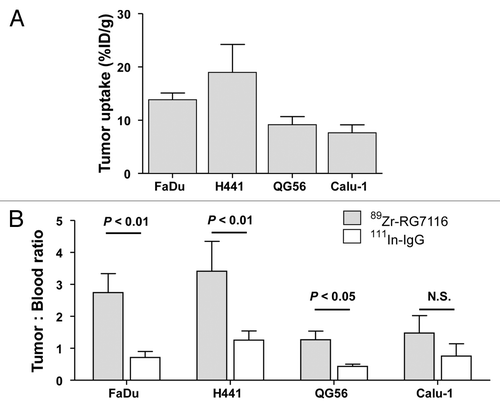 Figure 4. Ex vivo tumor uptake of 89Zr-RG7116 in FaDu, H441, QG56 and Calu-1 tumors (A). To compare specific tumor uptake between tumor models, tumor: blood ratios are provided for 89Zr-RG7116 and 111In-IgG (B).