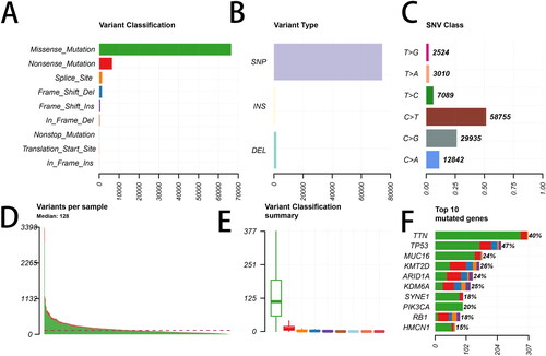 Figure 1. Summary of the mutation information with statistical analysis. (A, B, C) Classification of mutation types based on different categories. (D, E) Tumor mutation number in specific samples. (F) The top 10 mutated genes in bladder cancer (BLCA). SNP, single nucleotide polymorphism; SNV, single nucleotide variants.