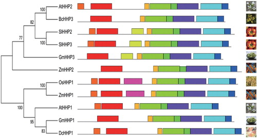 Figure 2. Phylogenetic and structural analyses of the putative BcHHP3 protein and other HHPs available from GenBank and other databases were carried out. The unrooted tree on the left of the figure is based on an alignment of the full-length protein sequences and was constructed by the maximum likelihood method. The schematic structures of HHP proteins in the selected plants are shown on the right side of the figure (the left panel). The schematic structure of some of the HHP proteins in the selected plants is shown. Different types of patterns are represented by boxes of different color types. The same box type in different proteins indicates the same motif (the right panel). Species are as follows: At, Arabidopsis thaliana; Bc, Brassica campestris; Dc, Daucus carota; Gm, G. max; Os, O. sativa; Sl, Solanum lycopersicum; Zm, Z. mays.