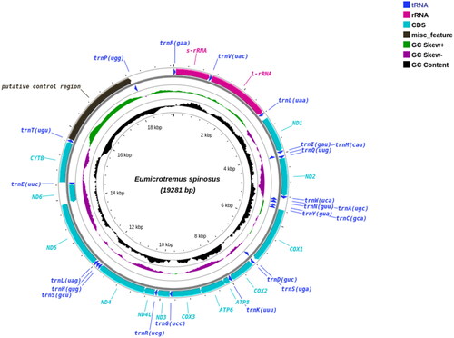 Figure 2. Circular plot of the Atlantic spiny lumpsucker (E. spinosus) mitogenome displaying both heavy (outer circle) and light (inner circle) strands. It has a typical vertebrate mitochondrial structure with 13 PCGs, two rRNA genes and 22 tRNA genes.