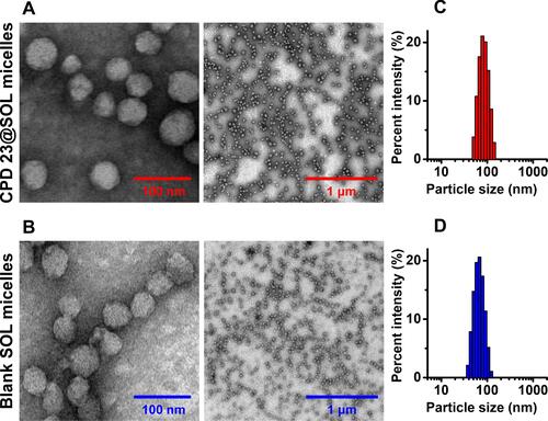 Figure 2 The particle size characterizations of CPD 23@SOL micelles and blank SOL micelles.