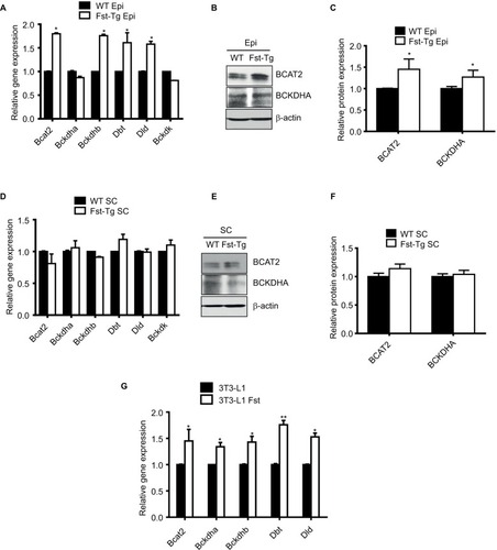 Figure 4 Analysis of key genes and proteins involved in BCAA catabolic pathways. (A) Quantitative gene expression analysis of mitochondrial Bcat2 and key BCKDH complex enzymes in Epi adipose tissues isolated from male 10-week-old WT and Fst-Tg mice. Western blot analysis using 100 µg total cell lysates (B) and densitometric quantitation (C) of BCAT2 and BCKDHA proteins in Epi adipose tissues isolated from male WT and Fst-Tg mice. (D) Real-time quantitative gene expression analysis of mitochondrial Bcat2 and key BCKDH complex enzymes in SC adipose tissues isolated from male WT and Fst-Tg mice. Western blot analysis (E) and densitometric quantitation (F) of BCAT2 and BCKDHA proteins in SC adipose tissues isolated from male WT and Fst-Tg mice. Data are expressed as mean ± SD. *P≤0.05 (n=3). (G) Real-time quantitative gene expression analysis of mitochondrial Bcat2 and key BCKDH complex enzymes in differentiating 3T3-L1 and 3T3-L1 Fst cells. *P≤0.05, **P≤0.01 (n=3).