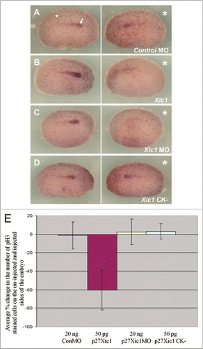Figure 5 Overexpression of p27Xic1 mRNA reduced cell division, whereas depletion of endogenous p27Xic1 mRNA translation using a MO had no affect on cell division. X. laevis embryos were injected into one cell of a two cell stage embryo with βgal mRNA to act as a lineage tracer (red staining). Embryos were cultured till stage 22 and whole mount in situ hybridised for expression of Lim-1, and antibody stained for phosphohistone H3 (pH3, a marker of dividing cells). The Control MO had no effect on Lim-1 expression (white arrow) or pH3 immunostaining (white arrowhead) (A). p27Xic1 mRNA reduced both Lim-1 expression and pH3 immunostaining (B). p27Xic1 MO had no effect on pH3 immunostaining but reduced Lim-1 expression (C). p27Xic1 CK− mRNA had no effect on either Lim-1 expression or pH3 staining (D). *denotes injected side. To quantify the effect of these injections on cell division, positively pH3 immunostained cells on the injected and un-injected side of the embryos were numerically scored. The differences in the number of pH3 immunostained cells between the injected and un-injected sides were calculated as percentages and are presented as a bar chart (E). The Control MO, p27Xic1 MO and p27Xic1 CK− mRNA had no statistically significant effect on pH3 immunostaining. p27Xic1 mRNA statistically significantly reduced pH3 immunostaining on the injected side on average by 63% when compared to the un-injected side.